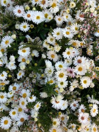 Hvězdnice: Astřička novobelgická - White ladies Astřička vřesovcová - Golden spray Máta jablečná