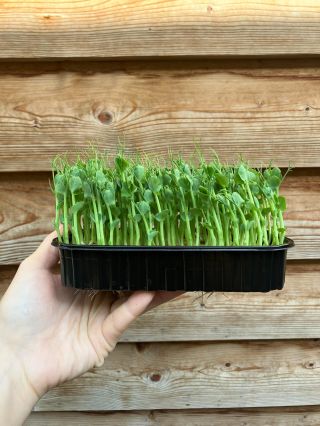 Zelené delikatesy. Výběrová sezónní zeleň a lahůdky pro gurmány, kteří chtějí jíst krásně, zdravě a sezónně. Microgreens,...