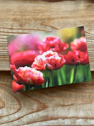 Pohlednice. Do košíku k objednávce přihoď i krásnou pohlednici. Květiny z našeho pole objektivem Jany Jochmanové ❤️...