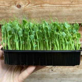 mikro hrášek na skladě ;) odkaz výše.